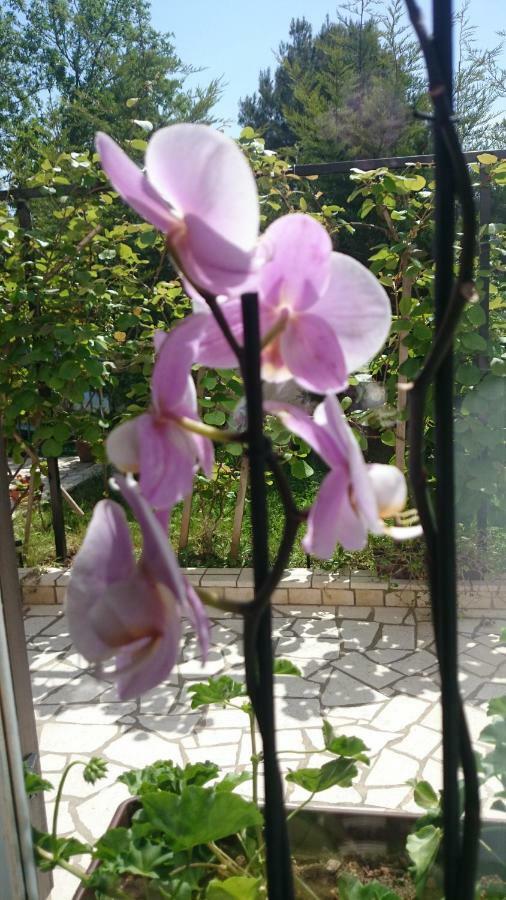Apartment Ruzica Pula