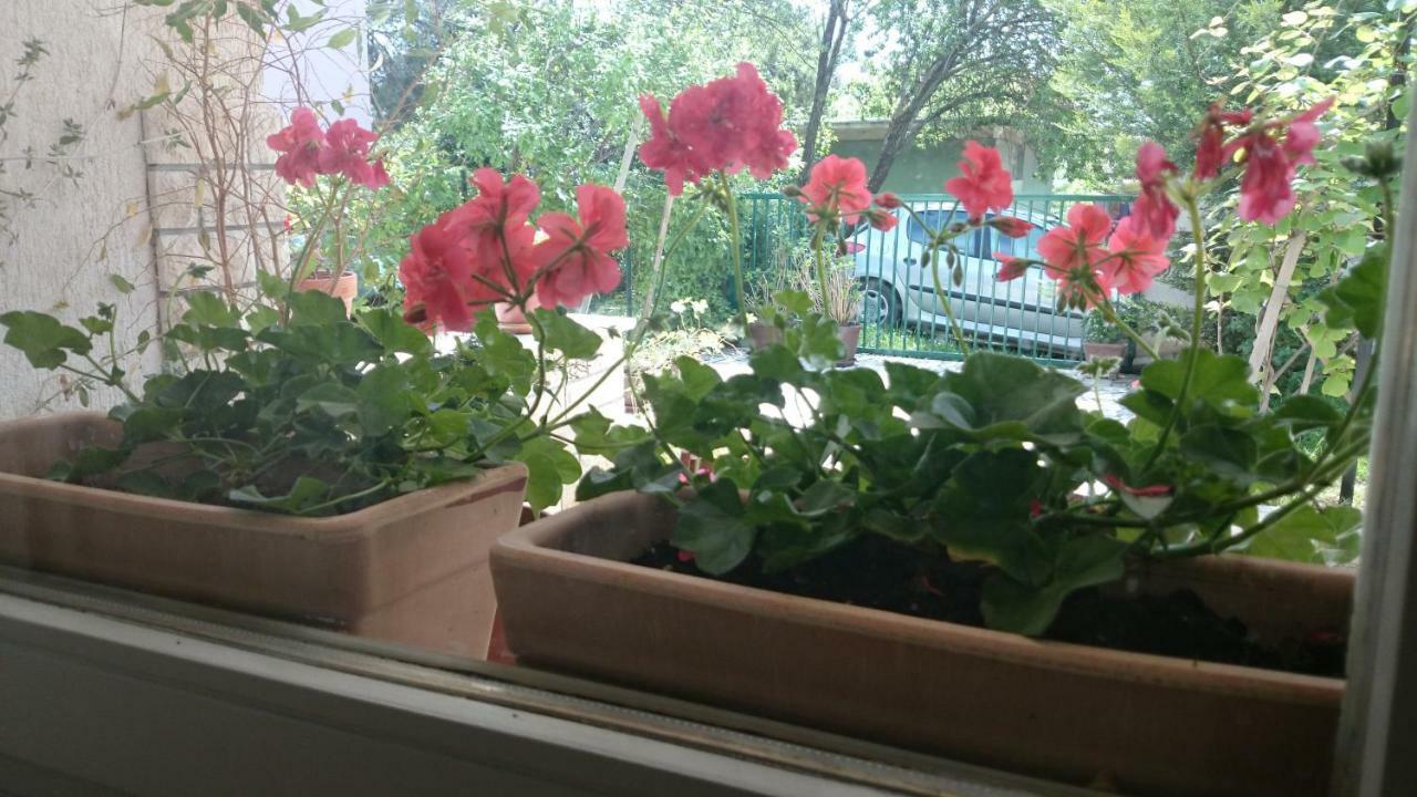 Apartment Ruzica *